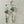 Agate & Opal earrings