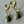 Golden Green Turquoise Earrings