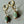 Golden Green Turquoise Earrings